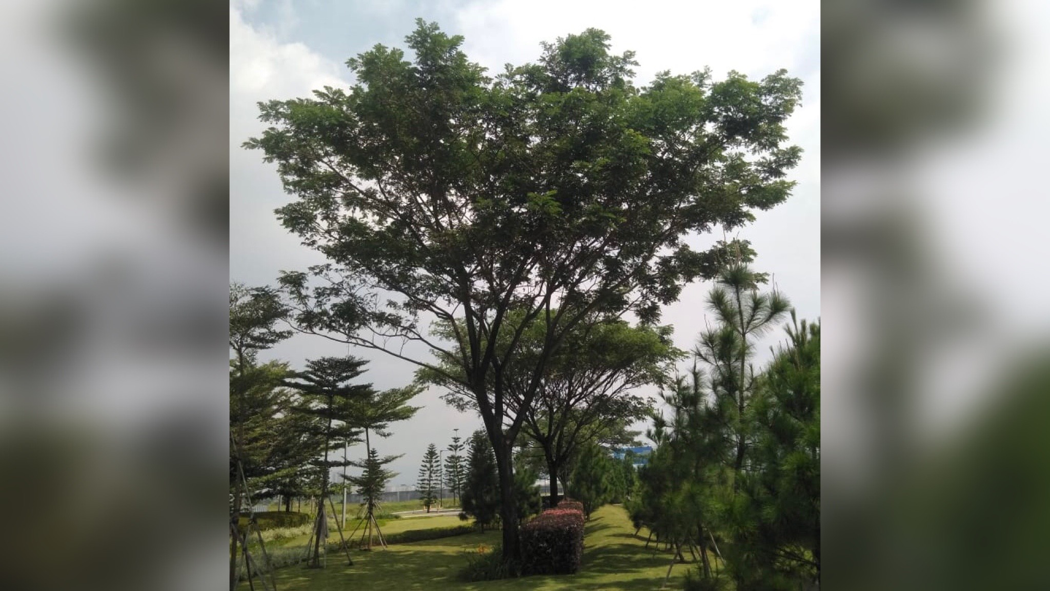 Pohon Trembesi
